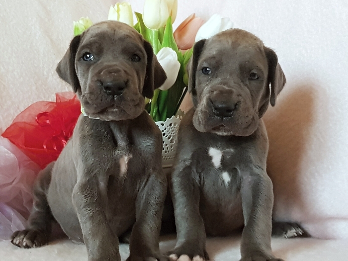 Litter Q - 3 weeks